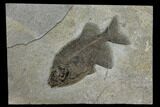Excellent, Uncommon Fish Fossil (Phareodus) - Wyoming #151606-1